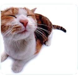 Allsop Pet Me Cat Mouse Pad
